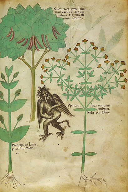 Iperico, dal Tractatus de herbis, (1440 ca.)
