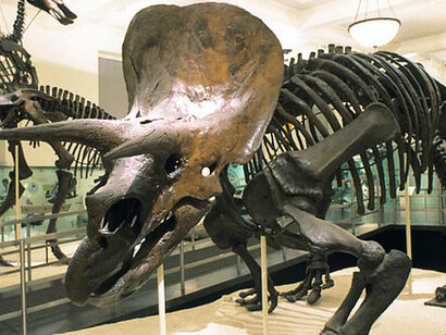 Hall of Ornithischian Dinosaurs. Courtesy of American Museum of Natural History