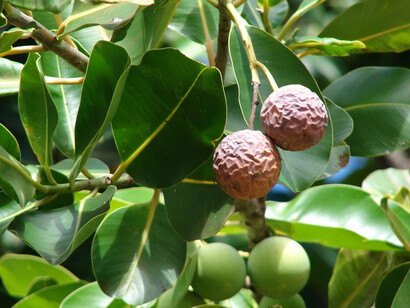 Bacche di Tamanù (Inophillum calophyllum) 
