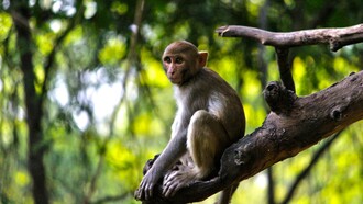 I poteri deontici, cioè obblighi, divieti e permessi, non sembrano essere una prerogativa esclusiva degli esseri umani, ma emergono anche in molte società animali complesse