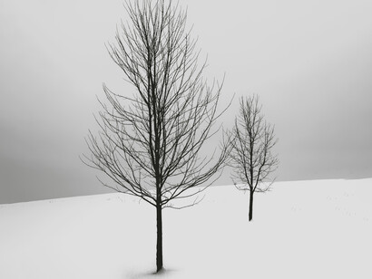 Alberi spogli che crescono col tempo. L'inesorabilità del tempo: una riflessione sulla sua indomabile natura