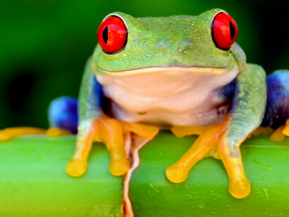 The biodiversity crisis on Earth as a result of habitat destruction 