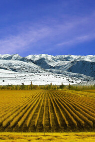 Viñedos en la provincia de Mendoza, Argentina