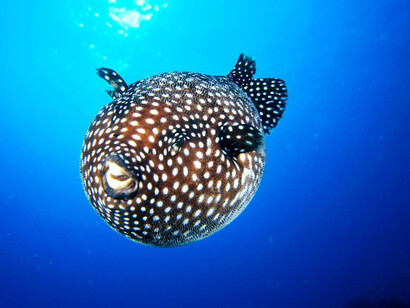 A Puffer fish in the sea