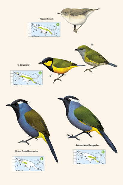 Berrypeckers from 'Birds of New Guinea' by Lynx Edicions