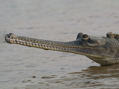 Gharial with GPS logger behind head © Gehan de Silva Wijeyeratne