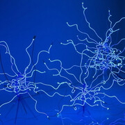 Chihuly. Courtesy of Groninger Museum