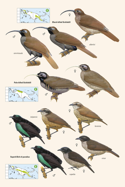 Sicklebills and Superb Bird of Paradise  from 'Birds of New Guinea' by Lynx Edicions