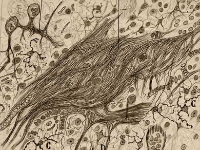 Célula glial, ilustración de Santiago Ramón y Cajal (detalle)