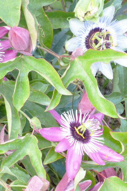 Passiflora