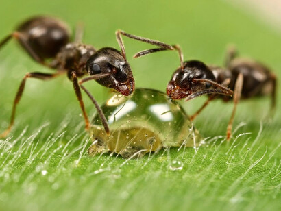 Dos hormigas comparten el almuerzo