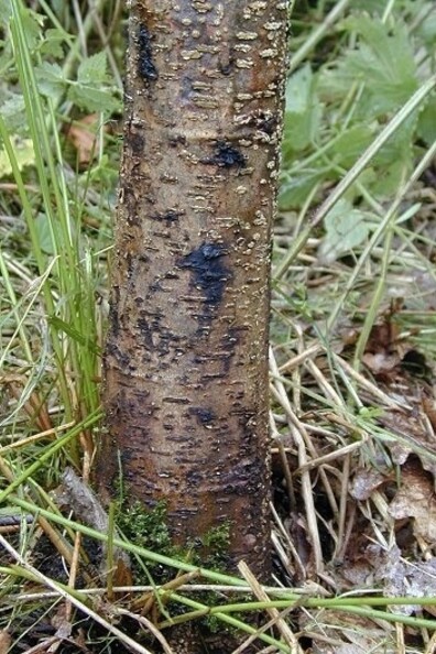 Sintomi di Phytophthora su ontano