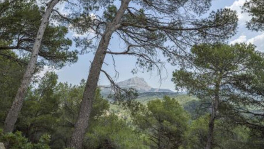 Boomoon. Courtesy of Galerie Lelong