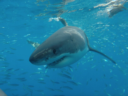 El contacto bajo el agua permite descubrir que, lejos de ser monstruos marinos, son criaturas elegantes, solitarias y curiosas que nos observan tanto como nosotros a ellas