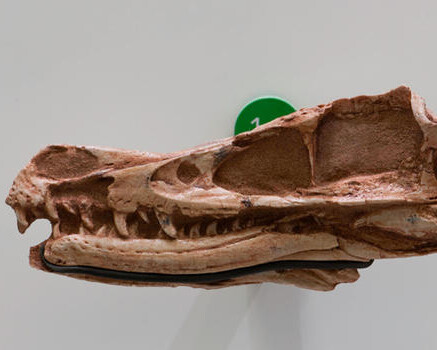 Hall of Saurischian Dinosaurs. Courtesy of American Museum of Natural History