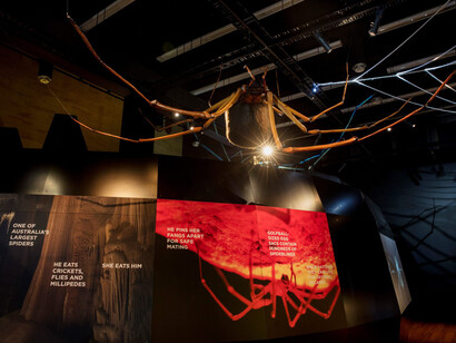 Spiders. From fear to fascination, exhibition view. Courtesy of Witte Museum