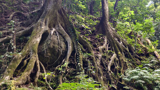 Raíces de árboles alrededor de rocas, Isla Narcondam, India