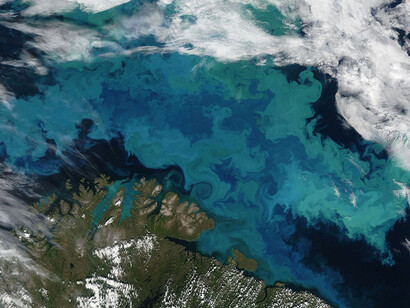 Floración de fitoplancton vista desde el espacio (NASA)