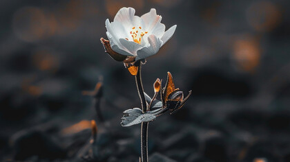 A flower blooming amidst the ashes