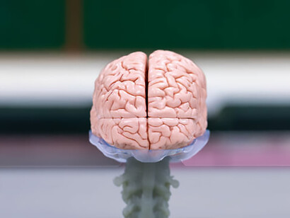 Cerebellum, thalamus, medulla oblongata, spinal cord, and motor neurons observed under a microscope in a human biology laboratory