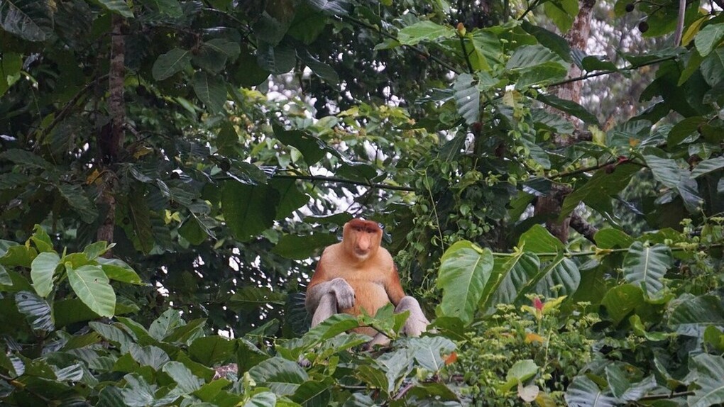 Scimmia Nasica nell'area di protezione di Tarakan