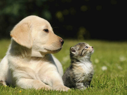 Cães e gatos podem viver perfeitamente juntos