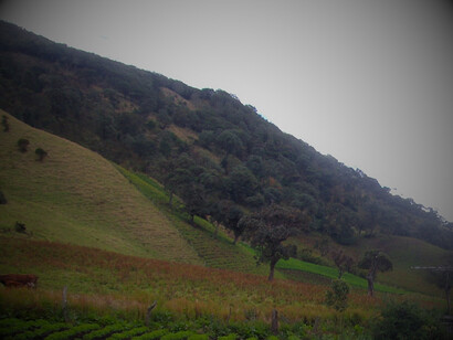 La Madre Tierra es un ser vivo, es "Uma Kiwe", miembro de la comunidad, y por eso tiene derechos. Cultivo de coca en Tierradentro, nororiente del departamento del Cauca, en Colombia