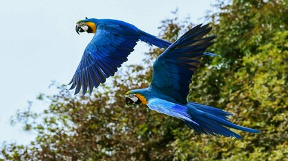 A 30ª Conferência das Nações Unidas sobre Mudanças Climáticas será realizada em Belém, Brasil, de 10 a 21 de novembro de 2025. Enquanto o ser humano é uma res cogitans, uma substância pensante, a natureza é uma res extensa, uma substância extensa e impenetrável. Como Deus é pensamento humano sobre o infinito, o ser humano está imensamente mais próximo de Deus do que a natureza