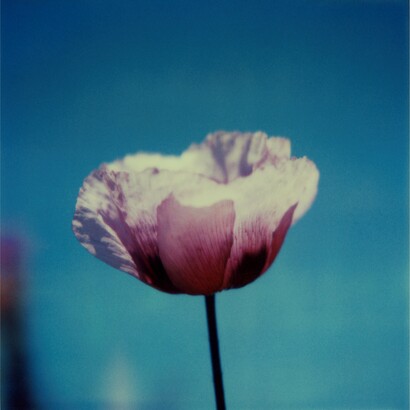 Robby Müller, Opium poppy, La Palma, 1980s,
Polaroid 600
© Robby Müller Archive
Courtesy Robby Müller Archive & Marian Goodman Gallery