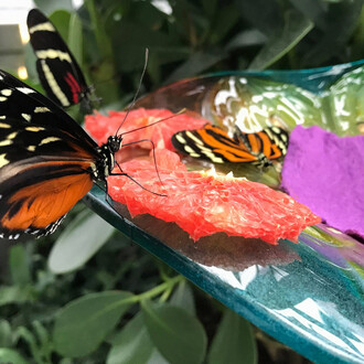 Papillons en vol, vue de l'exposition. Avec l'aimable autorisation du Musée canadien de la nature