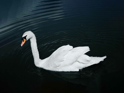 L’uomo si inganna da sempre sulla natura del cigno