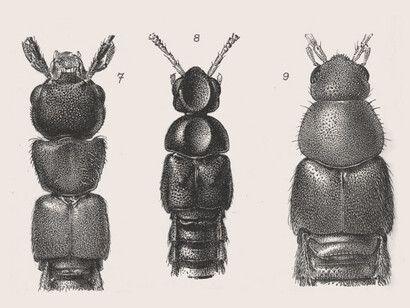 Cabeza y tórax de varias especies de Staphylinidae