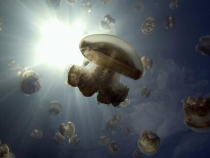 John Akomfrah, still from Vertigo Sea, 2015. 48 min. 30 sec. Purchased jointly by the Museum of Contemporary Art Chicago, with funds provided by the Pritzker Traubert Visionary Art Acquisition Fund, and by the San Francisco Museum of Modern Art and Solomon R. Guggenheim Museum, New York, 2018
© Smoking Dogs Films; Courtesy Lisson Gallery