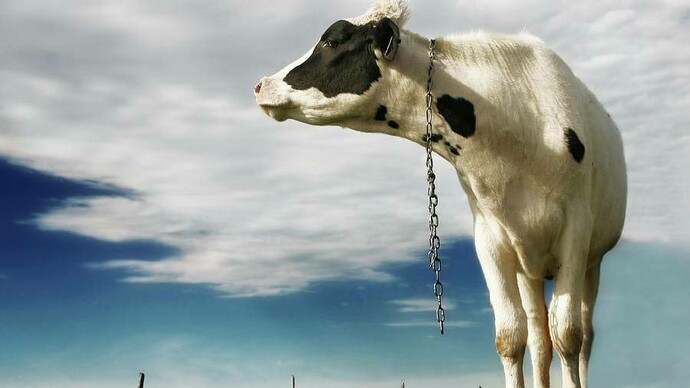 Cow looking sideways