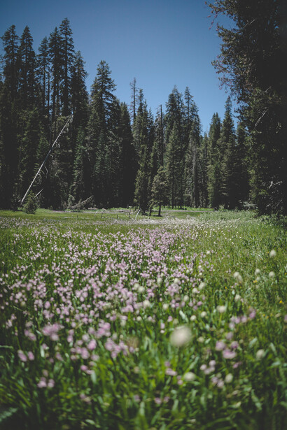 Piantando gli alberi si affronterebbe contemporaneamente un altro problema ambientale molto serio: la deforestazione