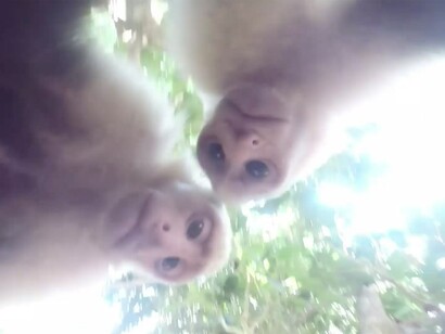 Emilio Vavarella, Animal Cinema, 2017, frame video 4