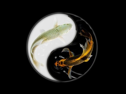 Carpas Koi Ying Yang