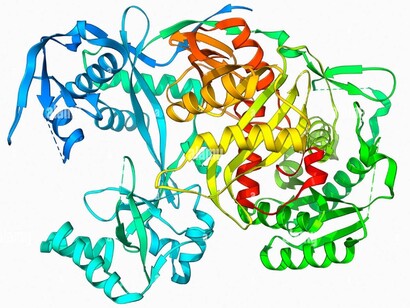 Les protéines sont des macromolécules