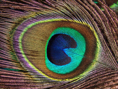 To understand the way we think, it would be difficult to examine another problem more important than that of establishing the categories of thought and their origin