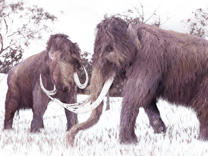 Mammut