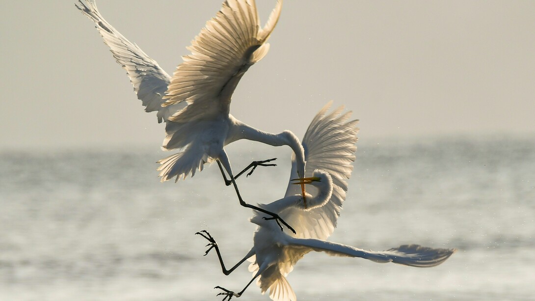 Desde Sócrates, o diálogo foi visto como caminho para a verdade. Sócrates não impunha conclusões: perguntava, escutava, conduzia seus interlocutores ao exercício do pensamento. O diálogo era, para ele, o espaço onde a humanidade podia florescer. Hoje, no entanto, vivemos o que poderíamos chamar de uma “anti-socrática” realidade: o questionamento não abre caminhos, mas ergue muros. Perguntar é visto como afronta; discordar, como ofensa. O que deveria ser uma busca comum pela verdade tornou-se um campo de batalha pelo poder da palavra