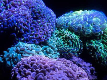 Bunaken è stato il set preferito di uno dei più famosi fotografi subacquei dell’epoca: David Doubilet