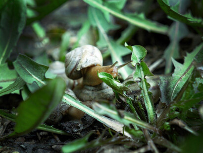 Lumaca tra le foglie. Scopri il concetto di sincronicità di Carl Jung e come riconoscere questi momenti può trasformare la tua vita