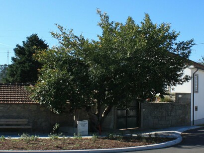 Árvore de Camilo, um Louro Cerejo. O apêndice bourboniano revela o travestimento da ficção, a dissimulação irónica da fantasia, insinua o gesto da escrita, origem da novela, rivalizando com um seu famoso antecessor, o de Cyrano de Bergerac, ao conduzir a pena autoral a outra lua, a de Ludovina, tão imaginada e imaginária quanto o permitem as faculdades humanas e os cânones estéticos, com os seus modelos e critérios, com todas as “excelências da mulher”. Na ponta “recurva como o bico dum pássaro”, brilha a ironia que sopra no discurso e o habita!