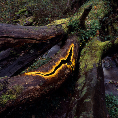 Andy Goldsworthy, Elm leaves held with water to the fractured bough of a fallen elm, Dumfriesshire, Scotland, 29 October 2010,
2010. Courtesy of National Galleries of Scotland
