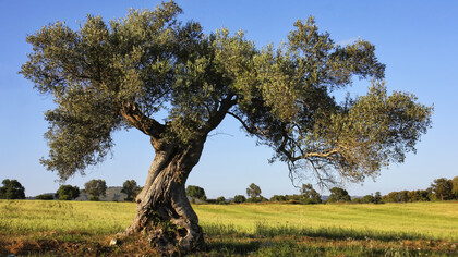 Olivi in Puglia