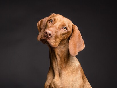 Hair and other dust from dogs and cats will spread throughout a house