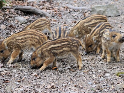 Piccoli di cinghiale