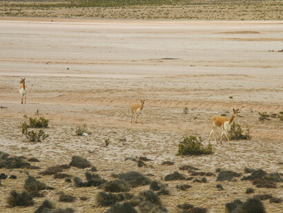 La caza furtiva y la demanda internacional de su fibra casi llevaron a la extinción de la vicuña, que hoy se considera una especie de bajo riesgo