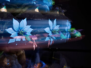 Mat Collishaw. Courtesy of Blain|Southern